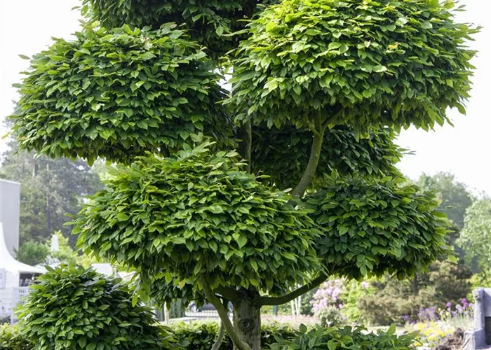 Japanische Bonsai