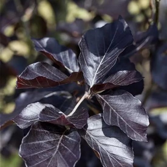 Fagus sylvatica 'Dawyck Purple'