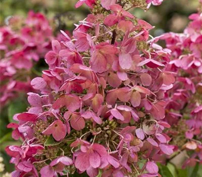 Hydrangea paniculata 'Diamant Rouge'