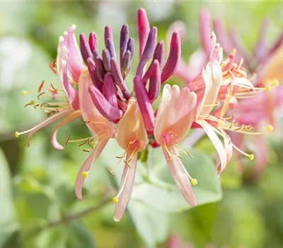 Lonicera periclymenum 'Serotina'