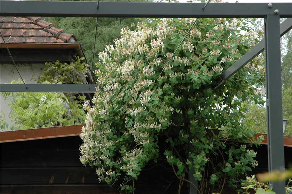 Lonicera caprifolium