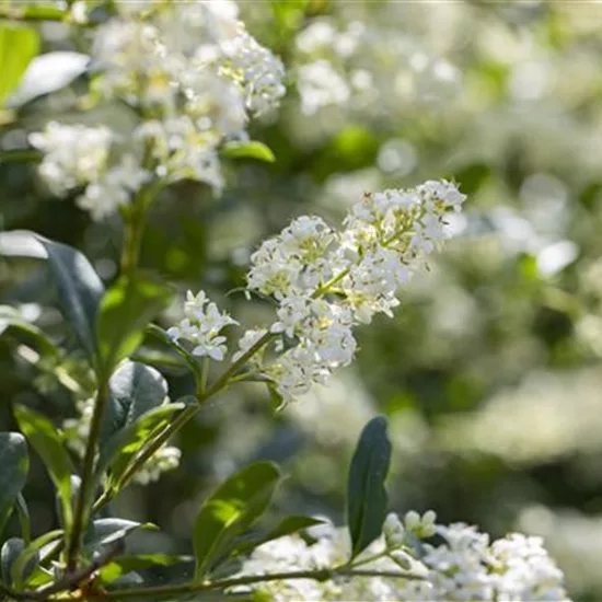 Ligustrum vulgare 'Lodense'