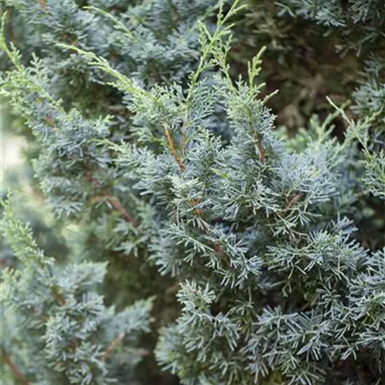 Juniperus chinensis 'Blaauw'