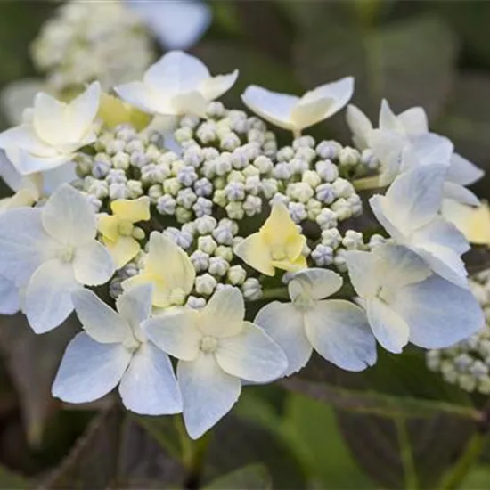 Hydrangea serrata 'Blue Deckle'