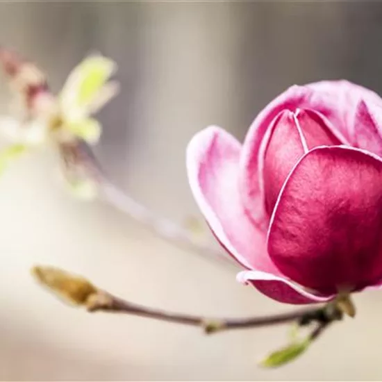 Magnolia 'Genie'