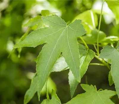 Liquidambar styraciflua 'Slender Silhouette'