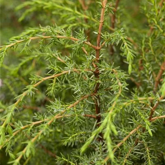 Juniperus communis 'Hibernica'