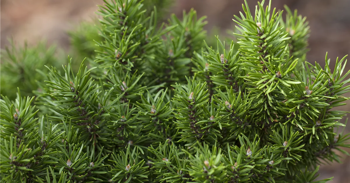 Pinus banksiana