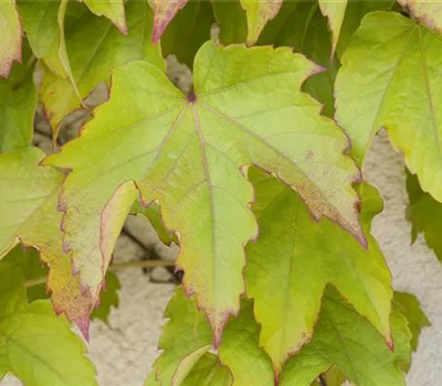 Parthenocissus tricuspidata 'Veitchii'