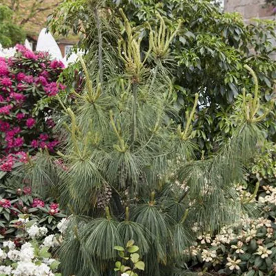 Pinus schwerinii (x)