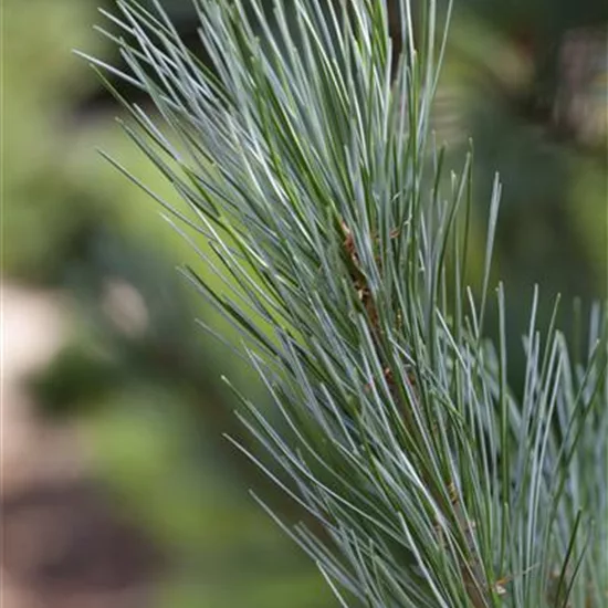 Pinus virginiana