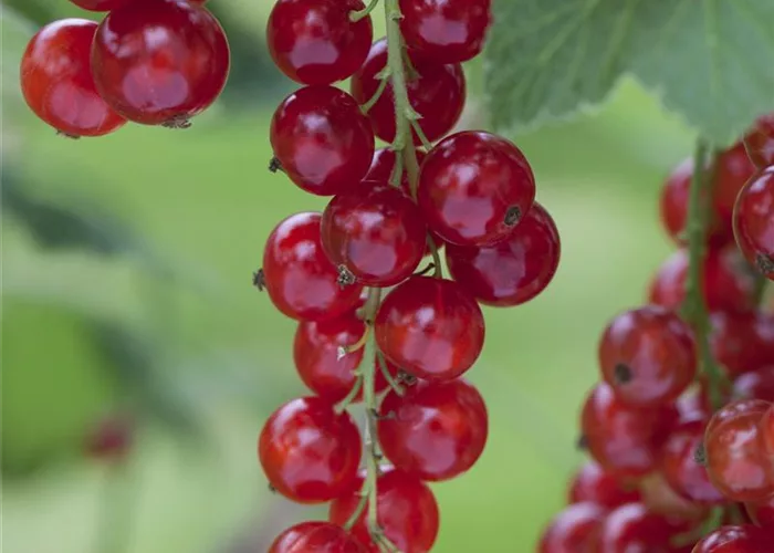 Johannis-, Stachel- und Jostabeeren