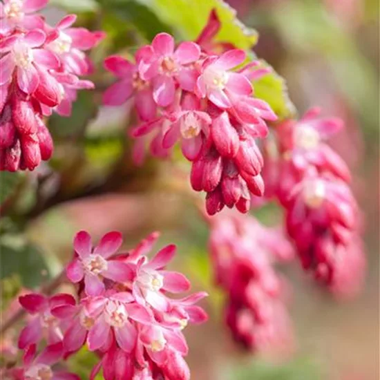 Ribes sanguineum