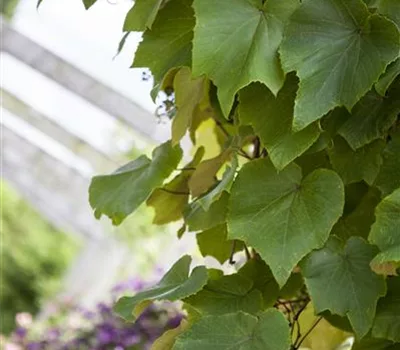 Vitis coignetiae Vitis coignetiae