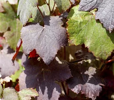 Vitis vinifera 'Purpurea'