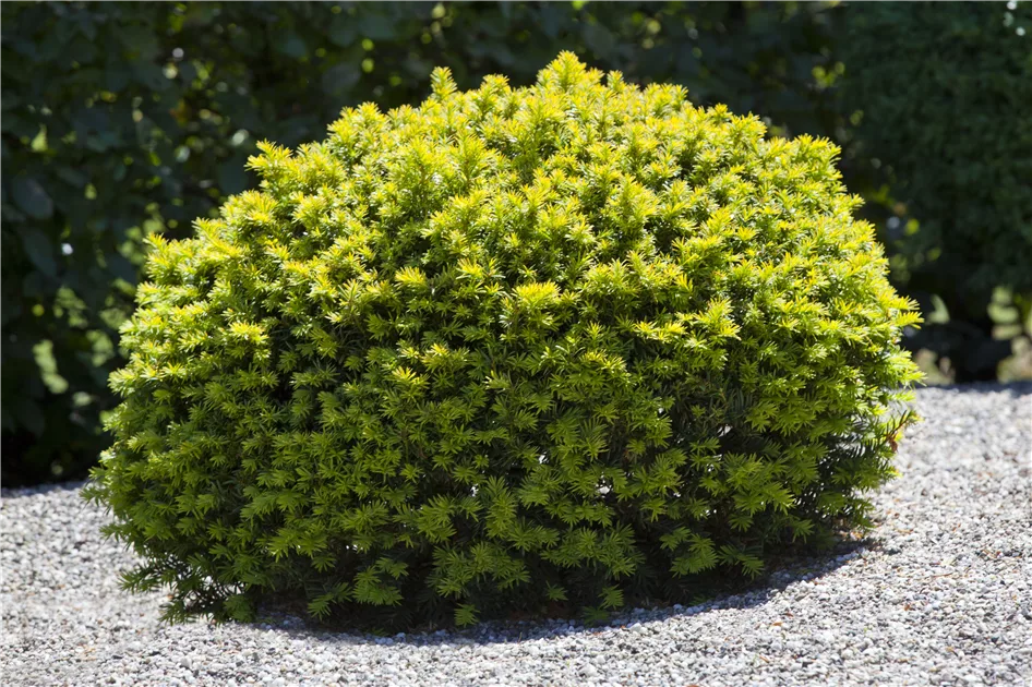 thuja brabant welchen abstand pflanzen Purgrn Thuja-Brabant-Dnger 1 kg