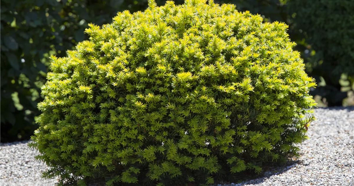 Taxus baccata Kugel