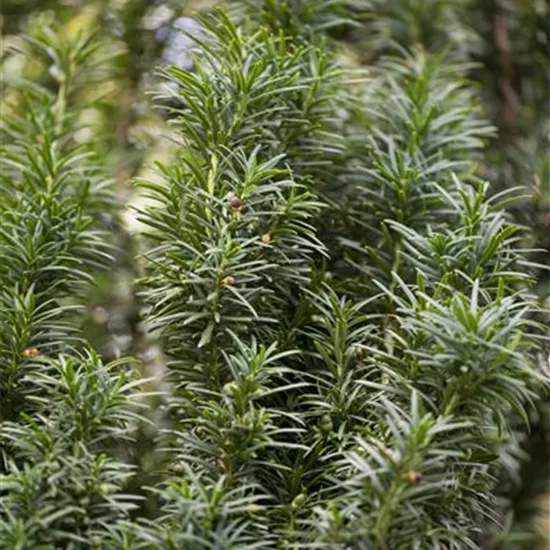 Taxus baccata 'Fastigiata'