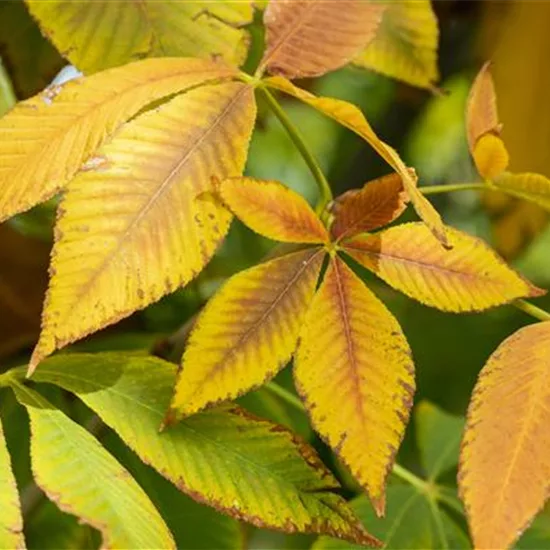 Aesculus flava