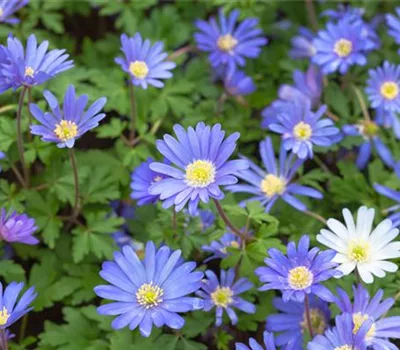 Anemone blanda 'Blue Shades' Anemone blanda 'Blue Shades'