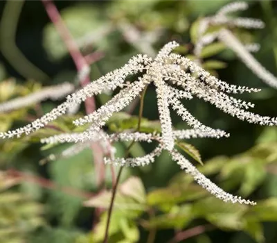 Aruncus dioicus Aruncus dioicus