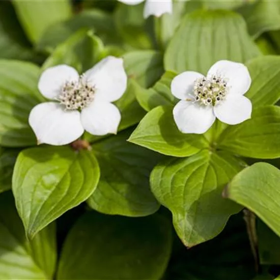 Cornus canadensis 